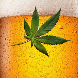 Marijuana Plants Educational Facts Thumbnail